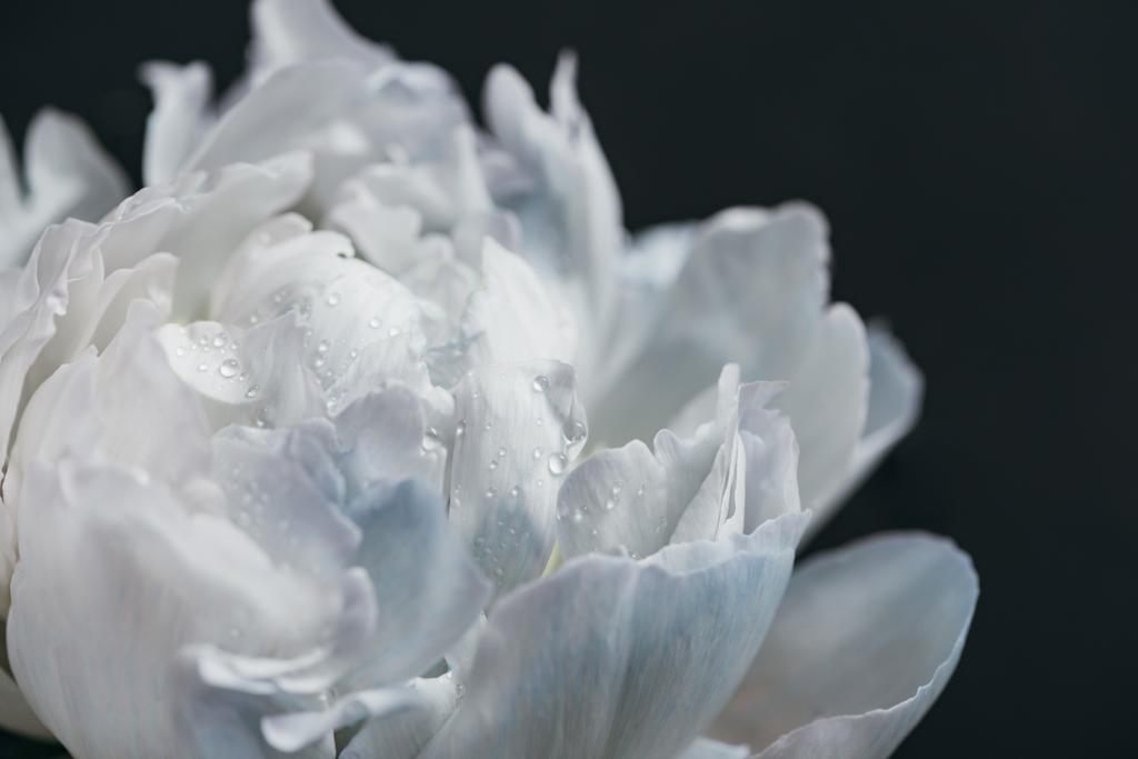 close up view of blue and white peony with drops isolated on black - Photo, Image