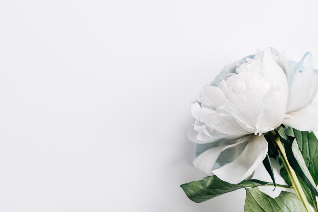 top view of blue and white peony with green leaves on white background - Photo, Image