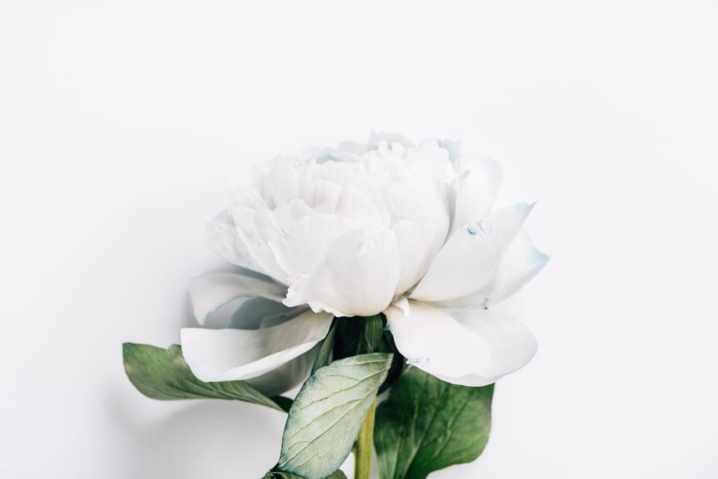 top view of blue and white peony with green leaves on white background - Photo, Image