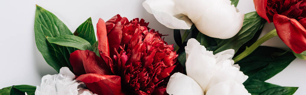 top view of red and white peonies with green leaves on white background, panoramic shot - Photo, Image