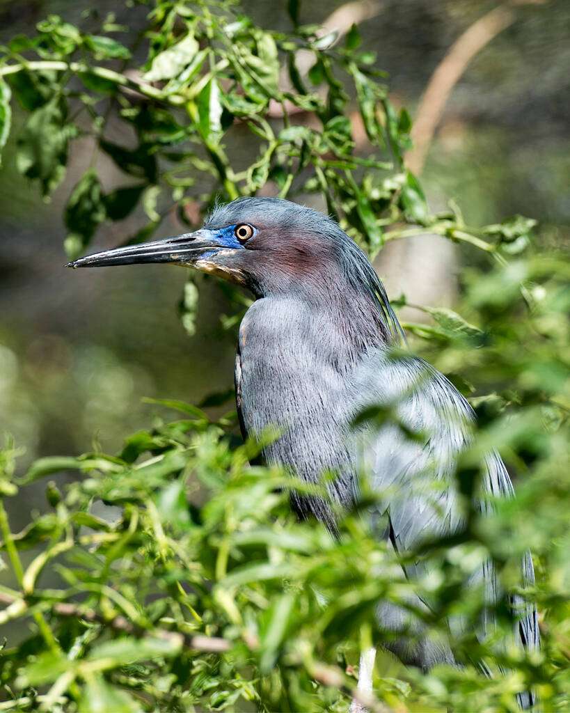 Malý modrý volavka pták detail-up profil pohled posazený odhalující jeho tělo, hlavu, zobák, oko, peří, chodidla. - Fotografie, Obrázek