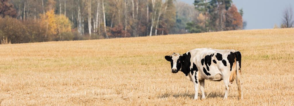 πανοραμική καλλιέργεια μαύρο και άσπρο αγελάδα στέκεται στο πεδίο - Φωτογραφία, εικόνα