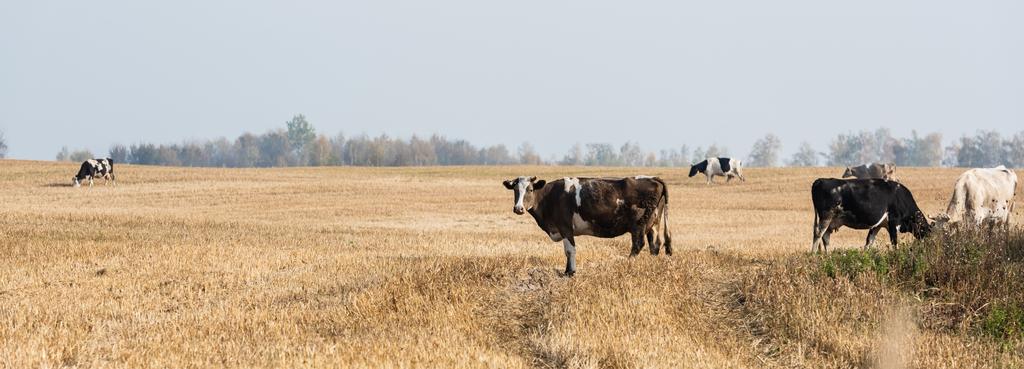 牧草地に立つ牛や雄牛の群れのパノラマ的な概念  - 写真・画像
