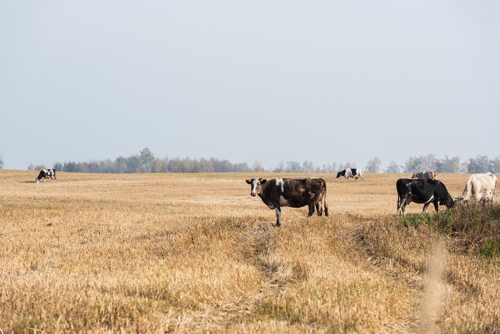 orientation sélective du troupeau de taureaux et de vaches debout dans les pâturages  - Photo, image