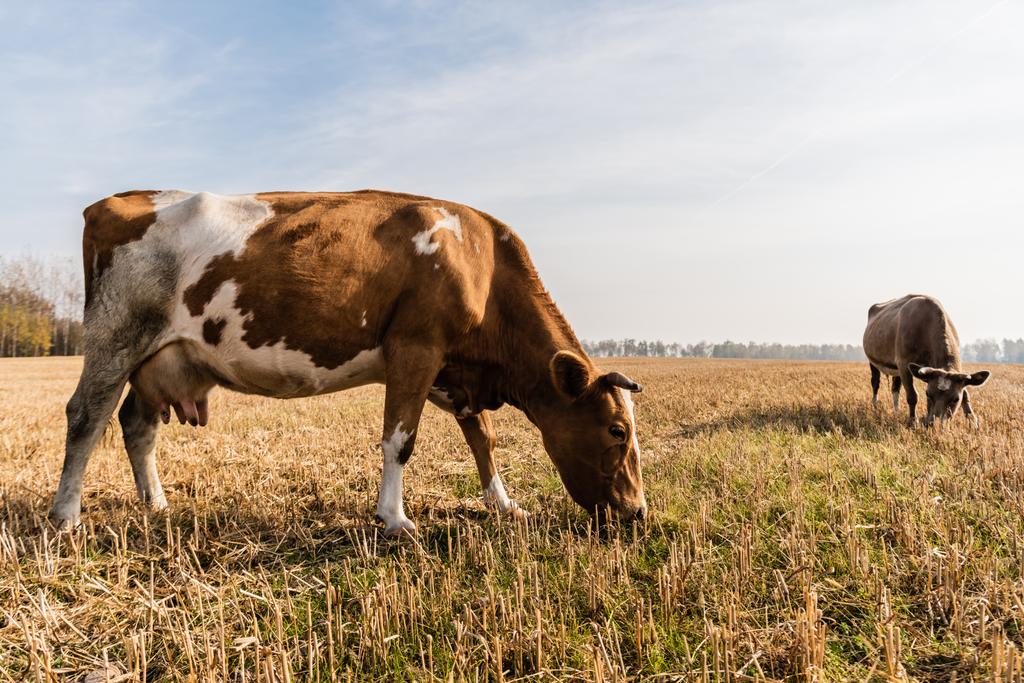 touros em pé no campo e comer grama contra o céu nublado
  - Foto, Imagem