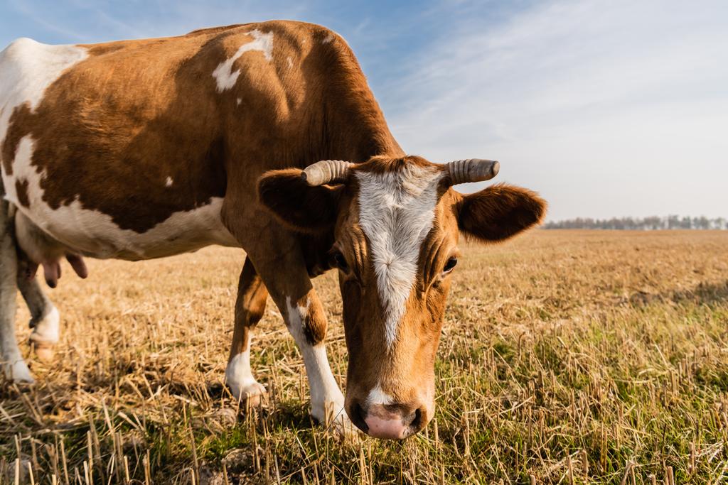 enfoque selectivo de toro con cuernos de pie en el campo contra el cielo azul
 - Foto, Imagen