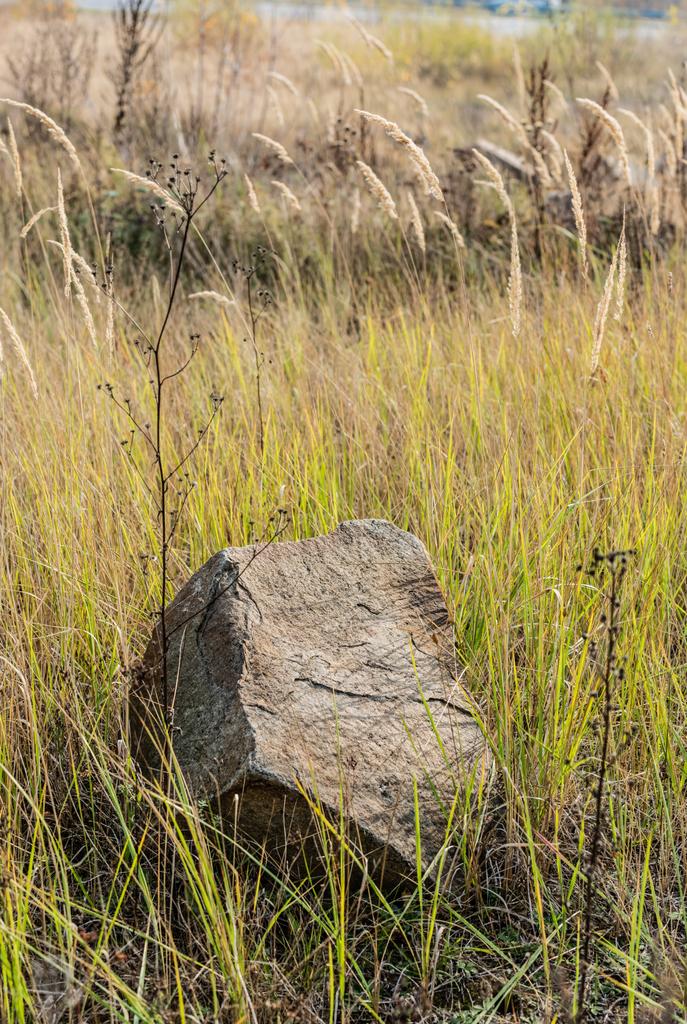 stone on ground near green grass in field  - Photo, Image