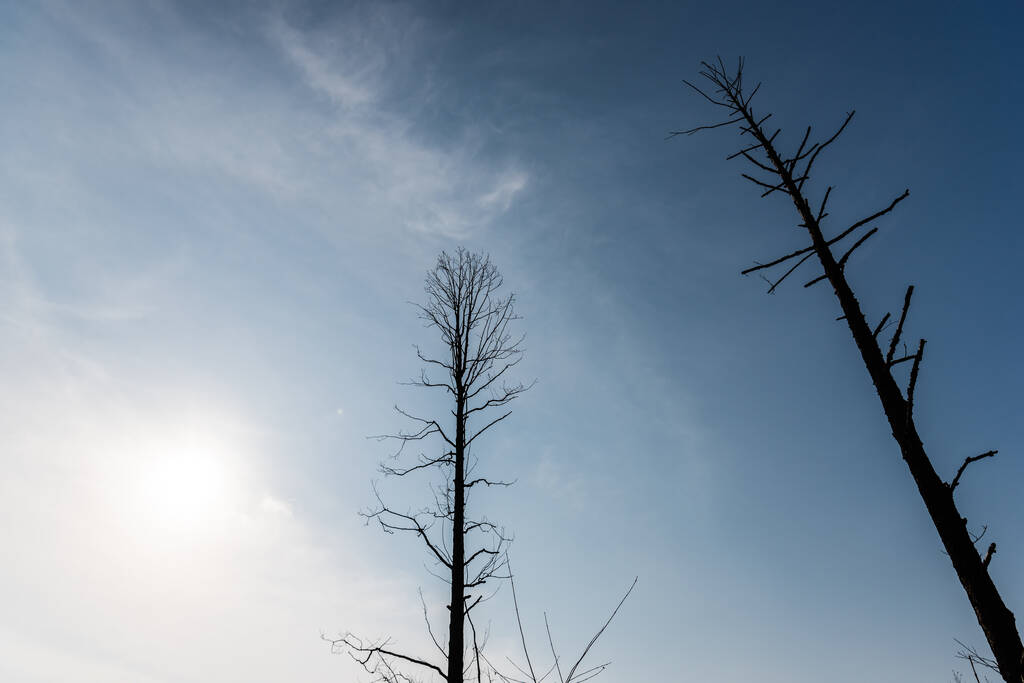 nízký úhel pohledu na větve stromů proti modré obloze a slunci - Fotografie, Obrázek