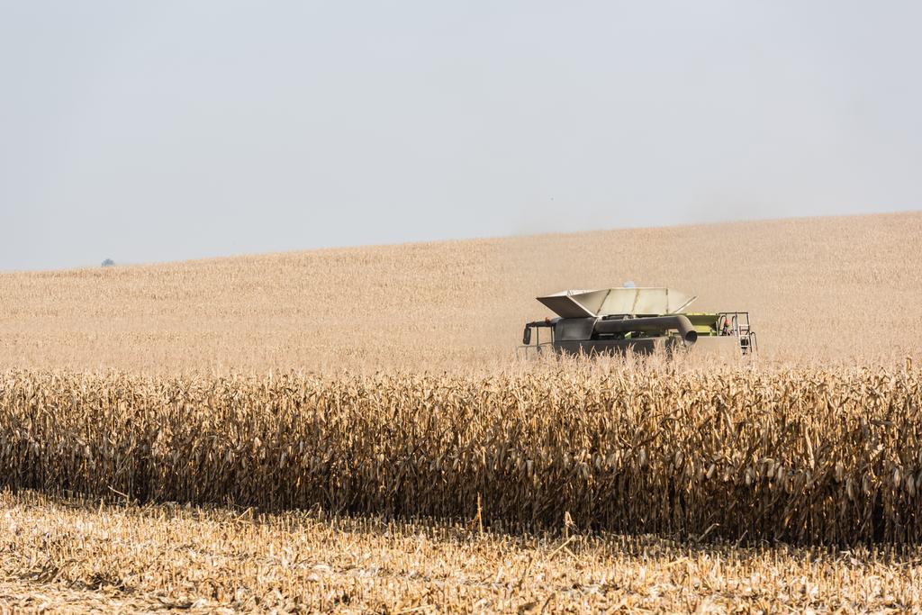 campo di grano dorato e trattore contro il cielo
  - Foto, immagini