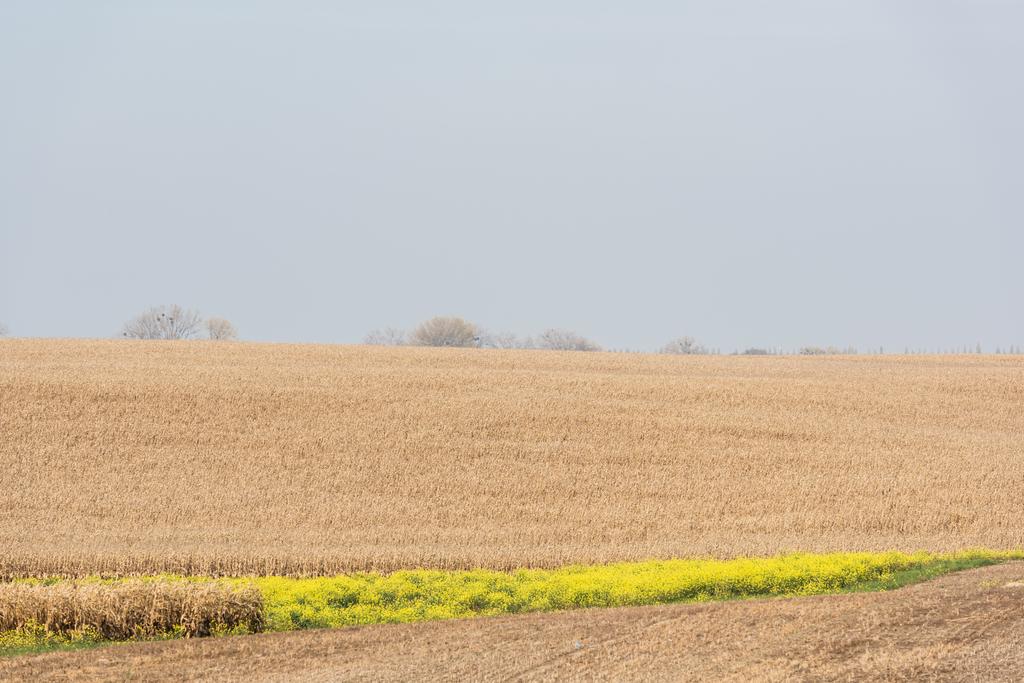 Sarı çiçekli altın buğday tarlası  - Fotoğraf, Görsel