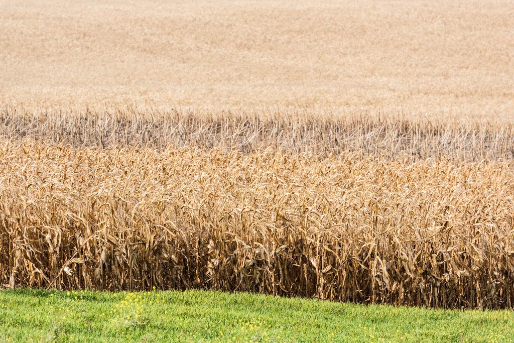 зеленая свежая трава возле золотого ржаного поля
  - Фото, изображение