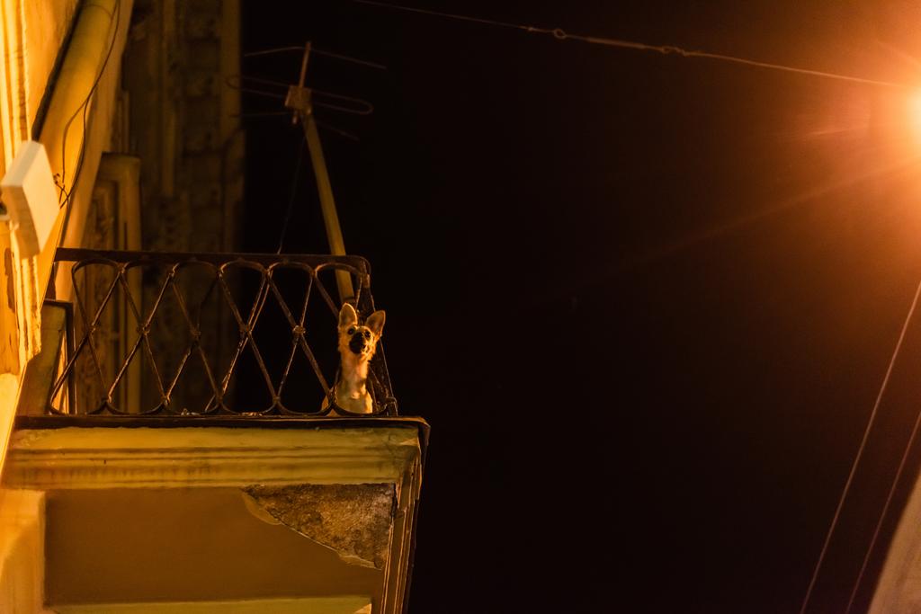 χαμηλή γωνία άποψη του χαριτωμένου σκύλου κοιτάζοντας κάμερα στο μπαλκόνι τη νύχτα - Φωτογραφία, εικόνα