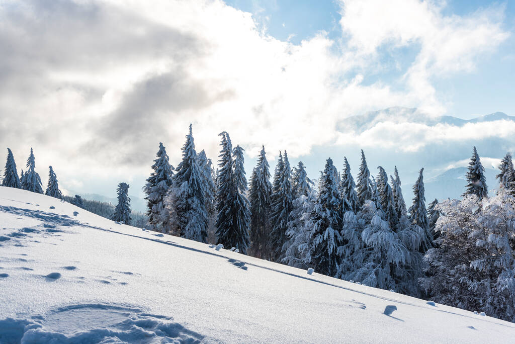 paysage hivernal avec arbres enneigés  - Photo, image
