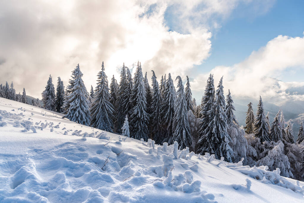 zimowy krajobraz z pokrytymi śniegiem drzewami  - Zdjęcie, obraz