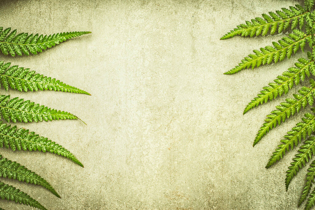 Fond naturel avec feuilles de fougère vertes, vue de dessus, cadre
 - Photo, image