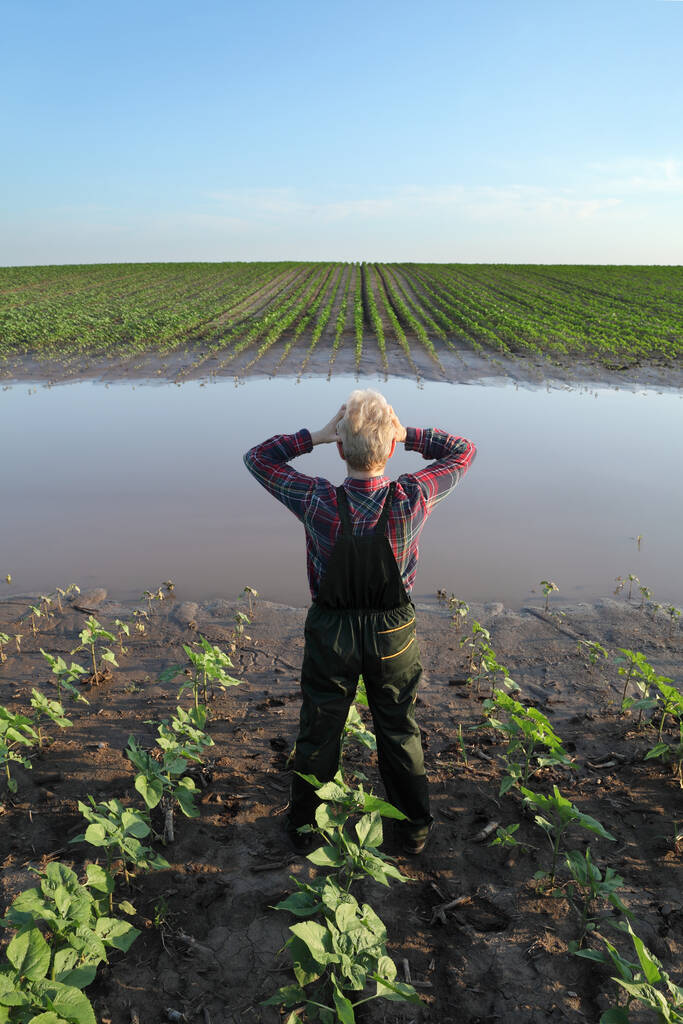 Zoufalé farmářky kontrolující mladé zelené kukuřice v bahně a vodě a gestikulující držící hlavu, poškozené pole po povodni - Fotografie, Obrázek
