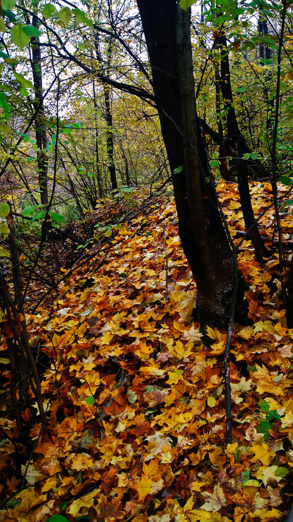 Feuilles d'automne tombées dans la forêt
. - Photo, image