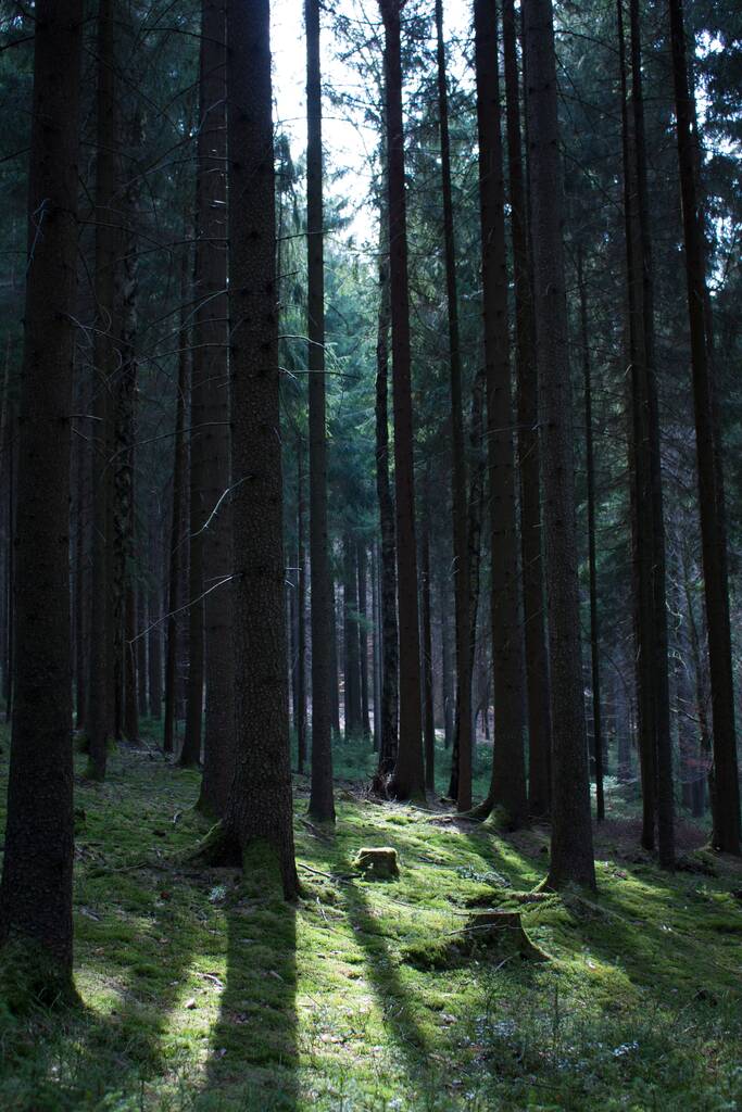 Un colpo verticale degli alberi alti nella cupa foresta - Foto, immagini