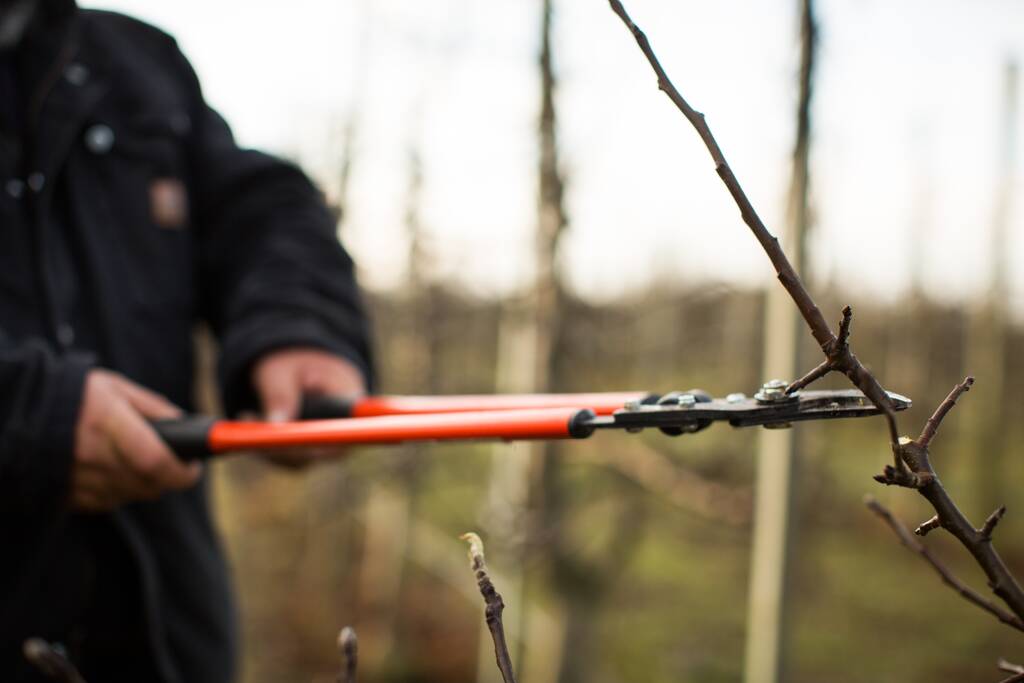 Un primo piano di una persona che taglia un ramo con le forbici da giardino di giorno - Foto, immagini