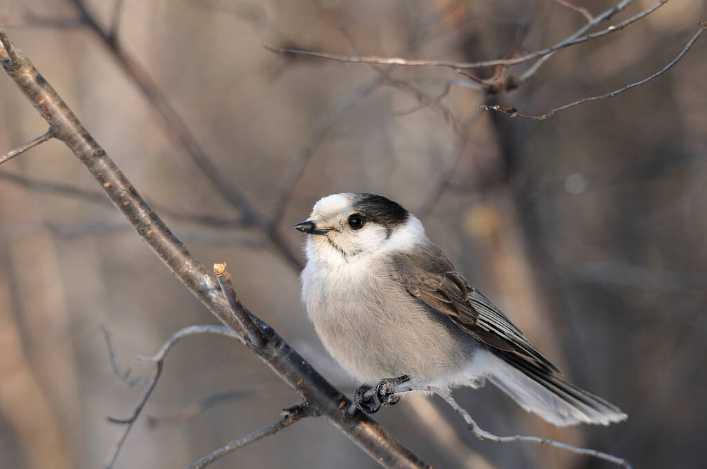 Harmaa Jay lintu kyydissä puun oksa samalla altistaa sen elin, pää, silmä, nokka, häntä, plumage tausta nauttia sen ympärillä ja ympäristössä talvikaudella. - Valokuva, kuva