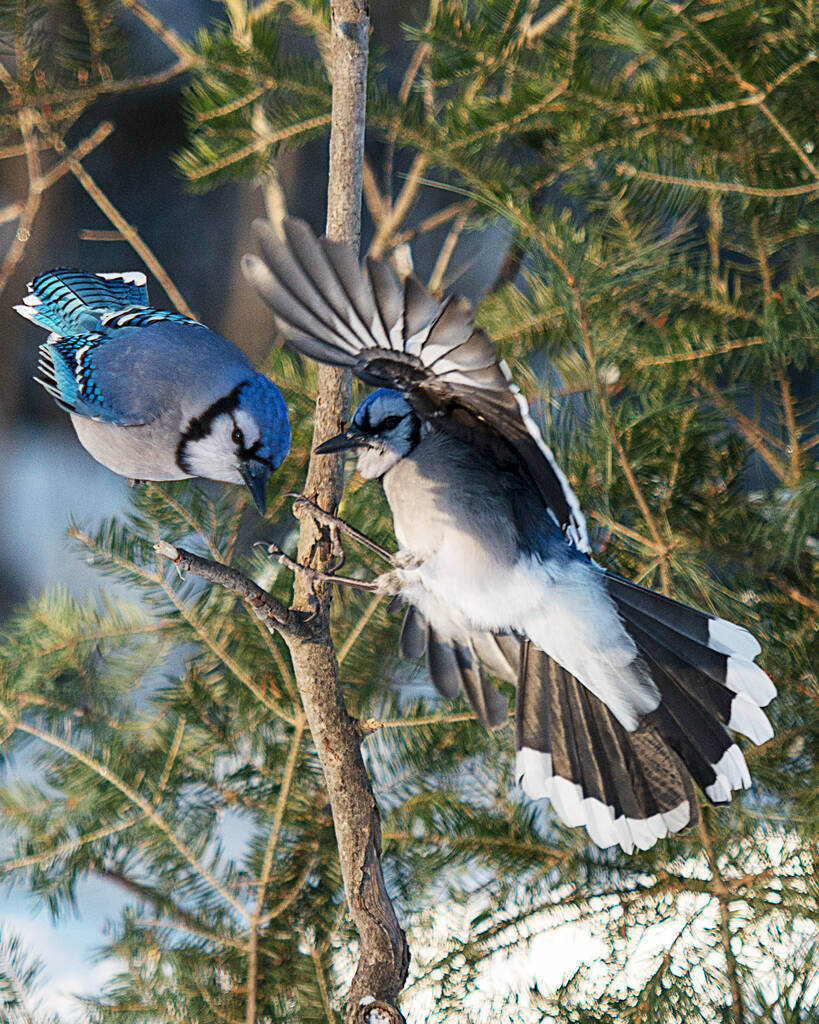 Blue Jay lintu nauttii talvikaudesta samalla kun se paljastaa ruumiinsa, päänsä, silmänsä, jalkansa, nokkansa sen villissä ympäristössä ja ympäröivässä. - Valokuva, kuva