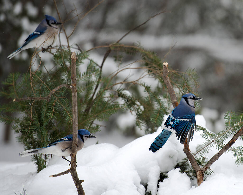 Sininen Jay linnut kyydissä oksalla talvikaudella kanssa bokeh tausta näyttää sininen plumage, siivet, hännät, päät, silmät, jalat, nokat sen villi ympäristö ja ympäröivä. - Valokuva, kuva