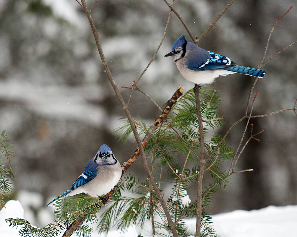 Blue Jay ptaków zbliżenie profil widok siedzący na gałęzi w sezonie zimowym z bokeh tle wyświetlające niebieskie upierzenie, skrzydła, ogony, głowy, oczy, stopy, dzioby w swoim dzikim środowisku i otaczającym. - Zdjęcie, obraz