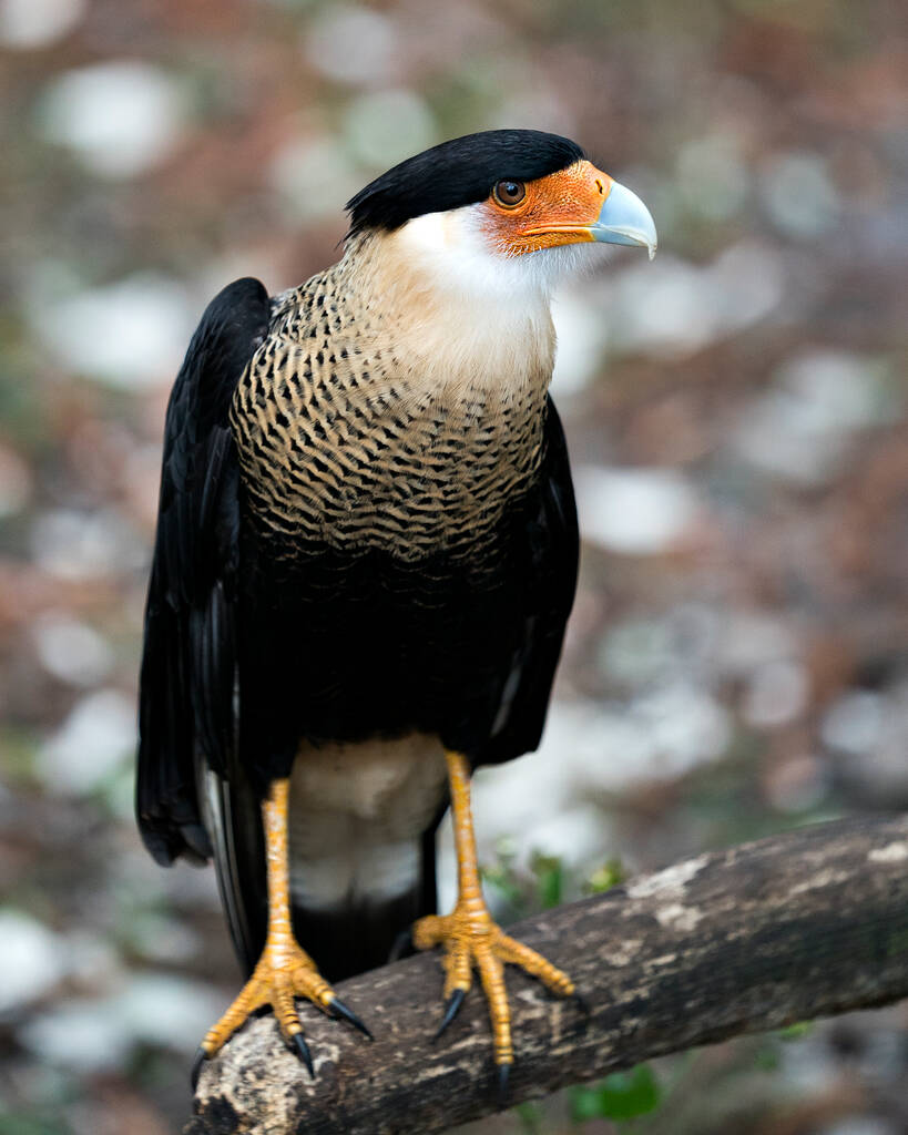 Caracara ptak zbliżenie profil widok z bokeh tło wyświetlające upierzenie, ciało, głowa, dziób, oko, szpony, żółto-pomarańczowy twarz, żółto-pomarańczowe nogi, czarny wieczko, biały szyi w jego otoczeniu i okolicach. - Zdjęcie, obraz