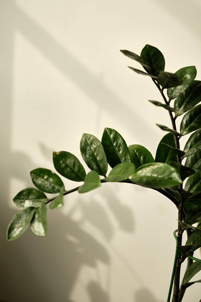 Detailní záběr zelené fíkusové rostliny, minimalistický styl. Ficus elastica rostlina. guma strom na teplém bílém pozadí. Gumový fík je velký hladký zelený list. Indoor flower ficus benjamina. Dekorativní domácí zahrada - Fotografie, Obrázek