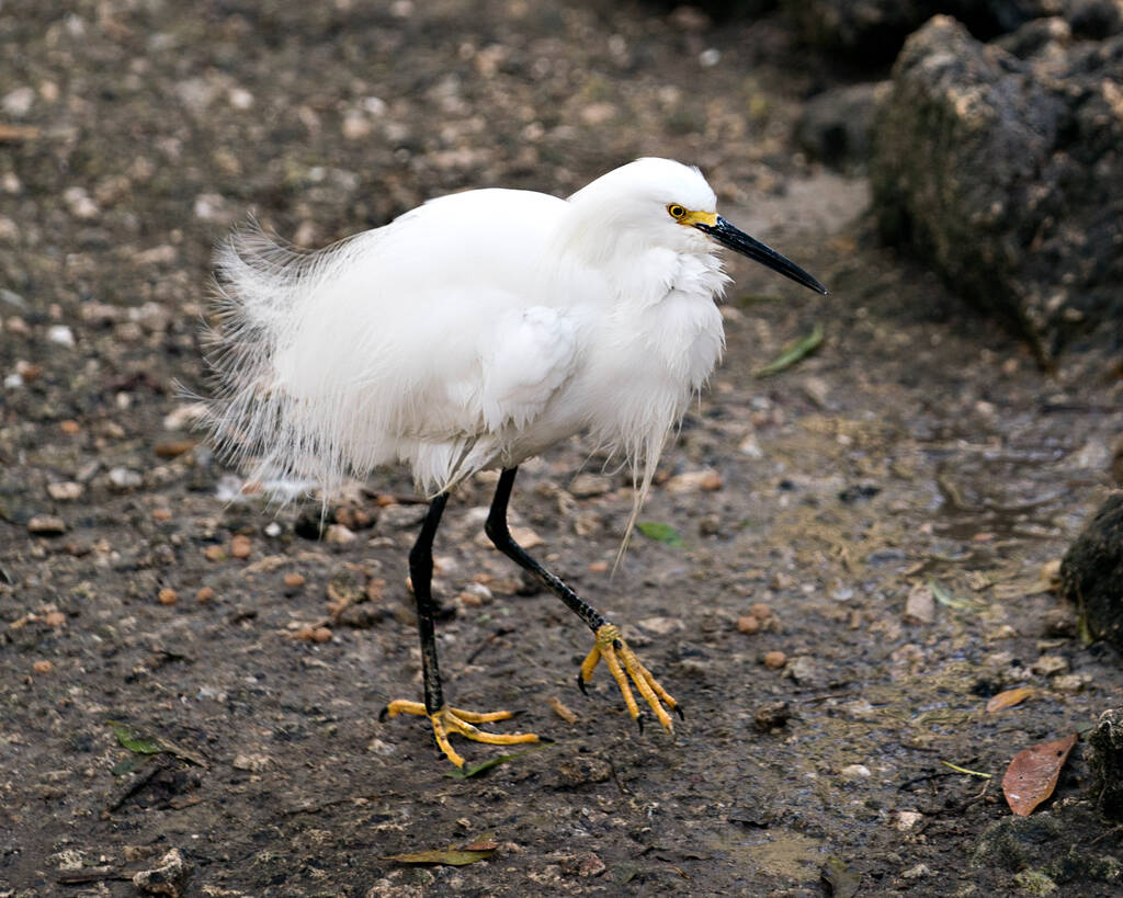 Snowy Egret pájaro primer plano vista de perfil de pie en el suelo en su entorno y alrededores
. - Foto, Imagen