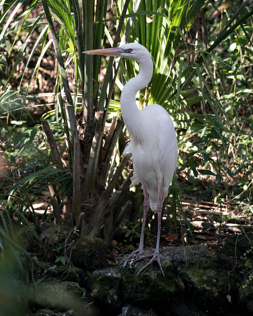 Bianco Heron uccello close-up profilo vista in piedi su una roccia che mostra il suo piumaggio bianco, corpo, testa, occhio, becco, collo lungo, gambe lunghe con sfondo fogliame nel suo ambiente e dintorni
 - Foto, immagini
