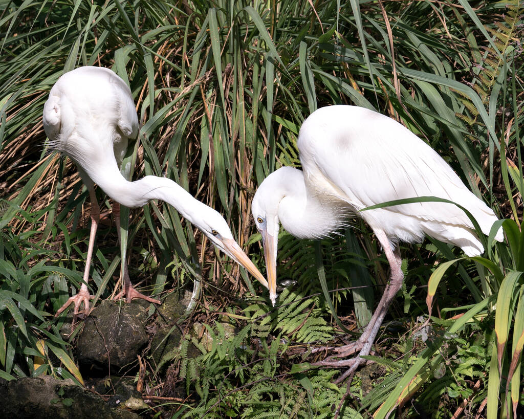 Weißreiher-Vogelpaar interagiert mit einer Nahaufnahme des Profilbildes mit weißem Gefieder, Körper, Kopf, Auge, Schnabel, langem Hals, mit Laubhintergrund in seiner Umgebung und Umgebung. - Foto, Bild