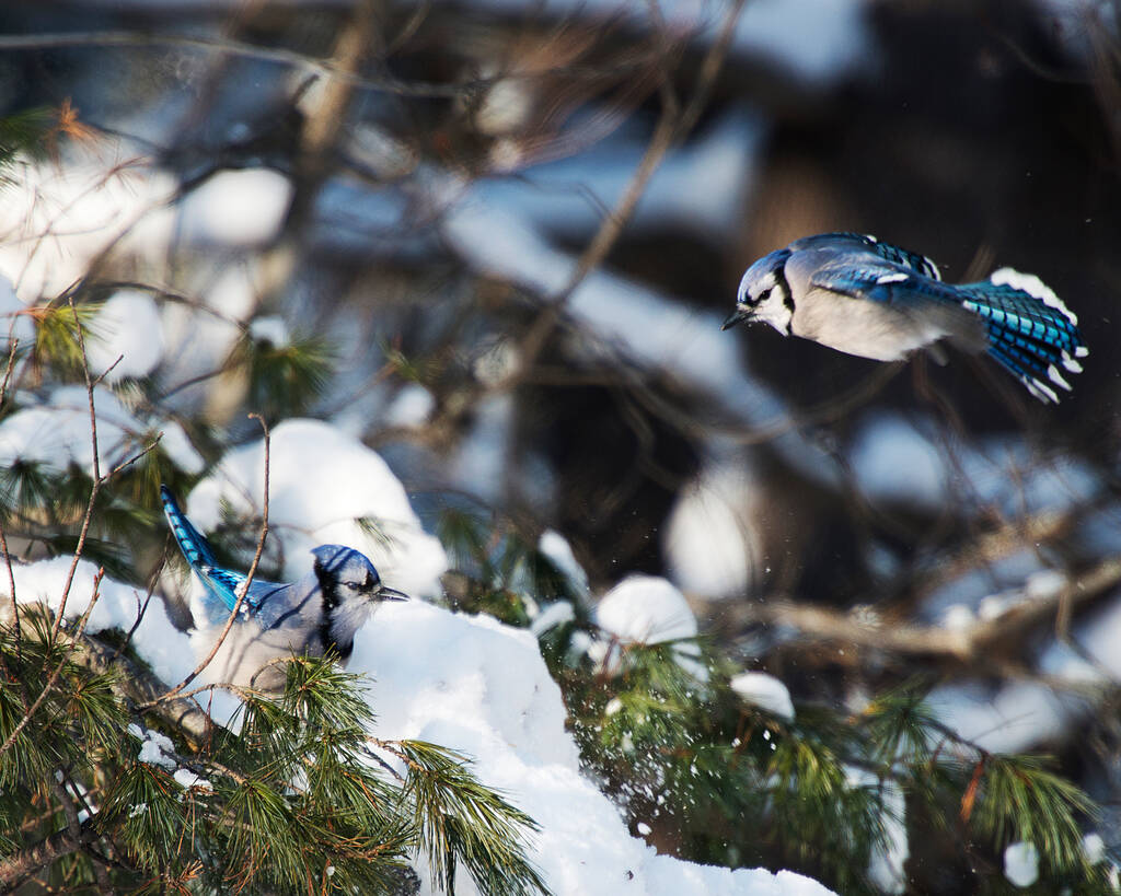 Blue Jayは、野生の環境とその周辺で体、頭、目、足、くちばしを公開しながら、冬のシーズンを楽しんでいるプロフィールビューを閉じます。愛鳥. - 写真・画像