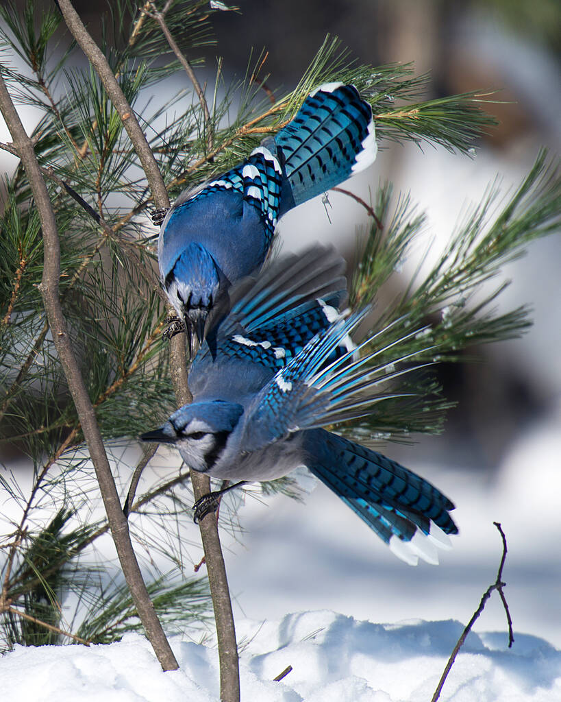 Blue Jay pássaro desfrutando da temporada de inverno, expondo seu corpo, cabeça, olho, pés, bico em seu ambiente selvagem e circundante. Amo pássaros. Bird Spread wings. Pássaros de inverno
. - Foto, Imagem