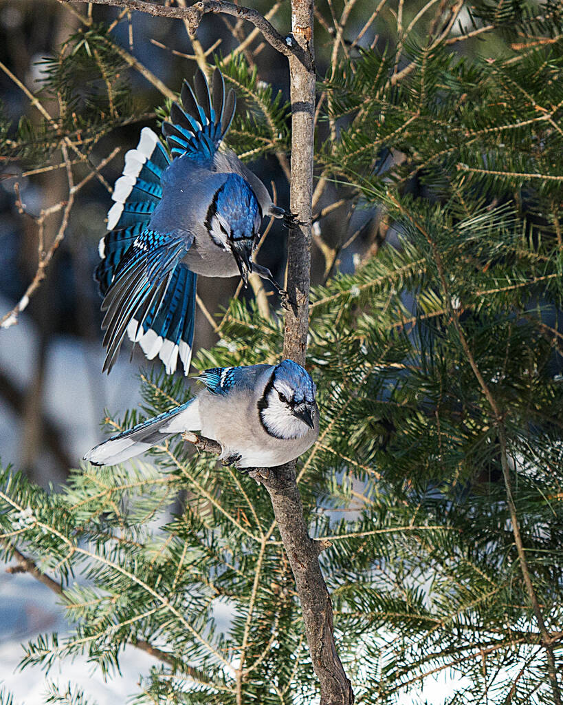 Kék Jay madarak ült egy lucfenyő a téli szezonban, miközben kitéve a test, fej, szem, láb, csőr a vad környezetben, és a környező homályos háttér. - Fotó, kép