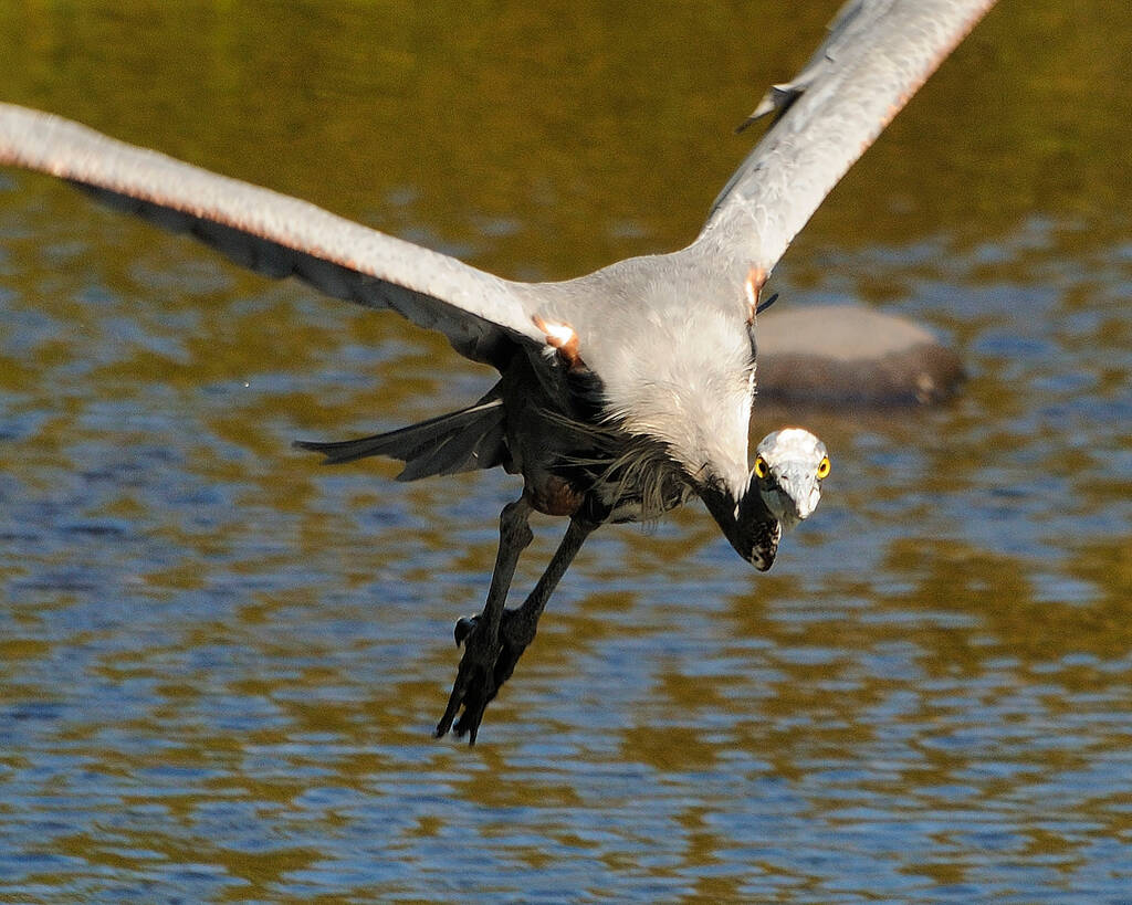 Niebieska czapla ptak latający nad wodą podczas narażania jego ciała, rozłożone skrzydła, głowa, ciało, dziób, stopy, nogi w jego otoczeniu i okolicach. - Zdjęcie, obraz