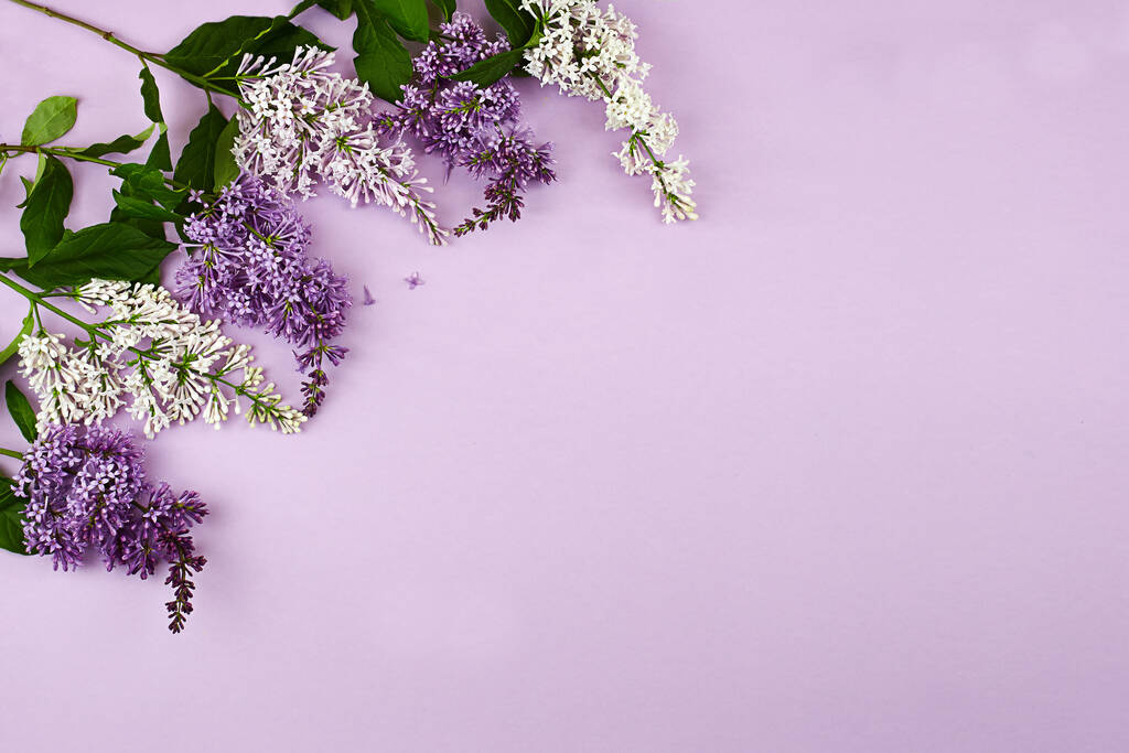 Lilac větev na šeříkovém pozadí - Fotografie, Obrázek