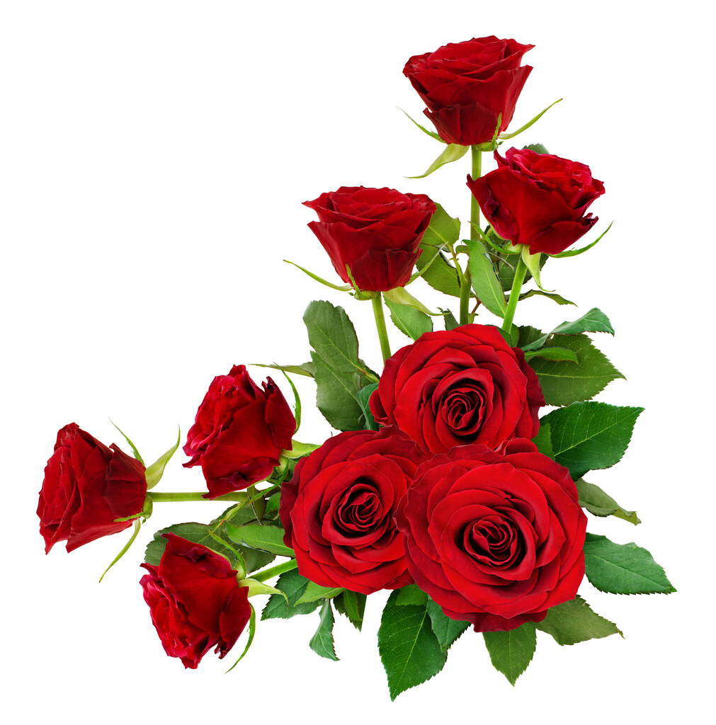Red rose flowers with leaves in a corner arrangement isolated on white. Top view. - Photo, Image