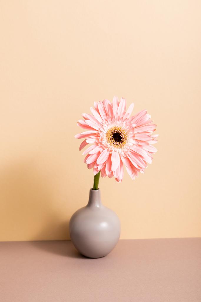 růžová gerbera ve váze na dřevěném povrchu na béžovém pozadí - Fotografie, Obrázek