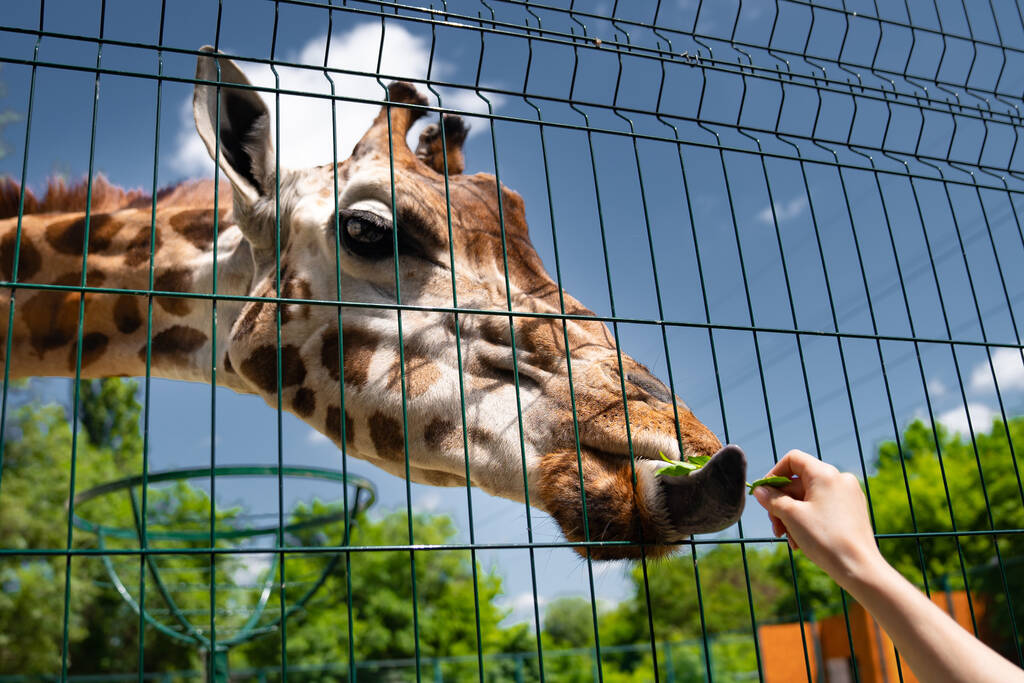Hayvanat bahçesindeki zürafa çimleri parmaklıklardan geçirir. Vahşi hayvanlar esir alındı.. - Fotoğraf, Görsel