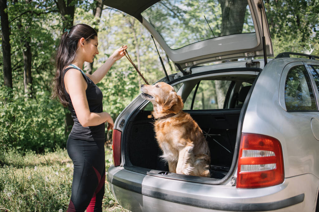 Dog sitting in opened trunk and looking his owner - Photo, Image