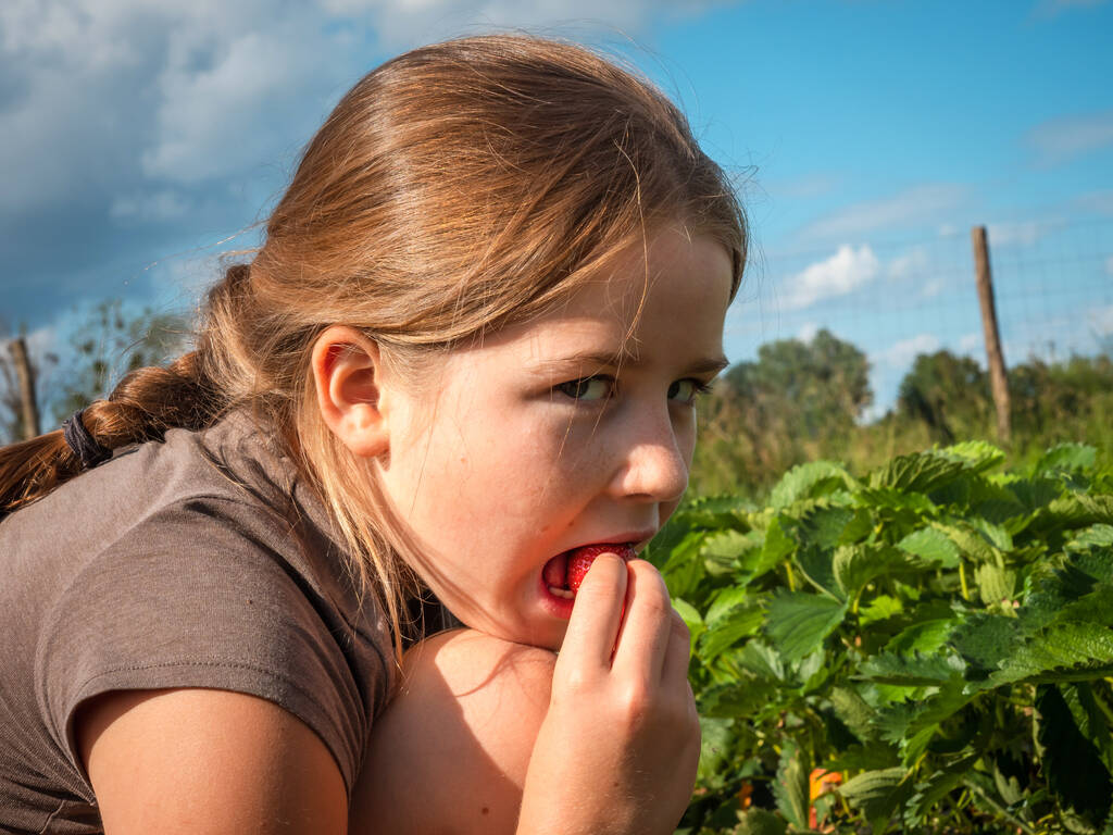 Une écolière cueille des fraises dans un champ au soleil. Elle aime manger de délicieuses baies. France
 - Photo, image