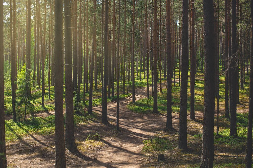 Солнечный летний день в лесу с соснами и зеленой травой. лесная дорога
 - Фото, изображение