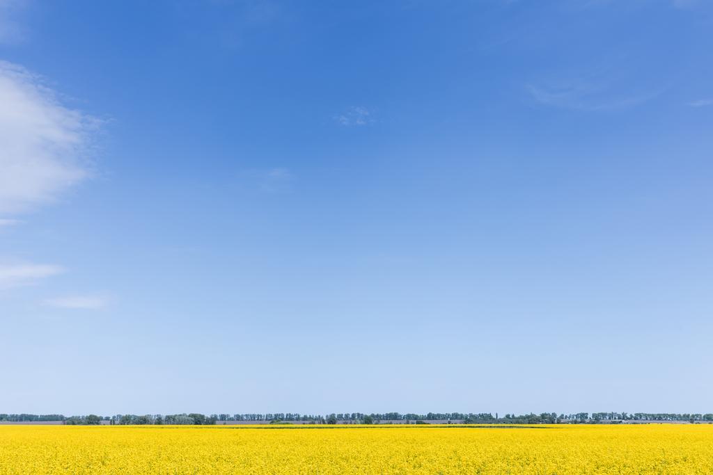 κίτρινα ανθισμένα λουλούδια στο πεδίο ενάντια στον γαλάζιο ουρανό  - Φωτογραφία, εικόνα
