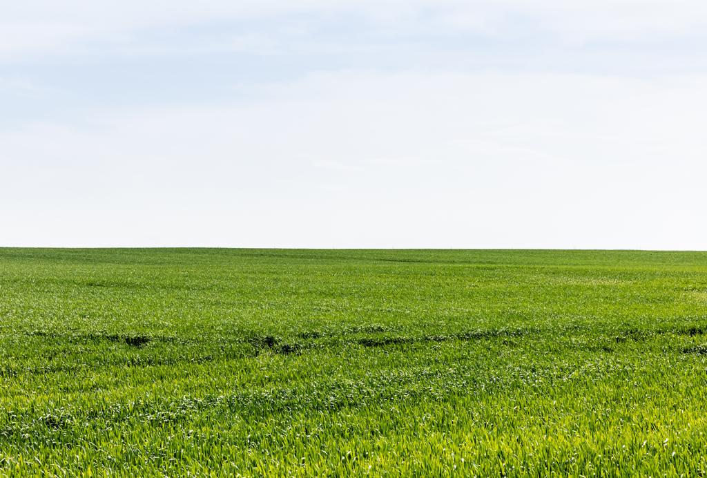 πράσινο γρασίδι στο πεδίο κατά συννεφιασμένο ουρανό  - Φωτογραφία, εικόνα