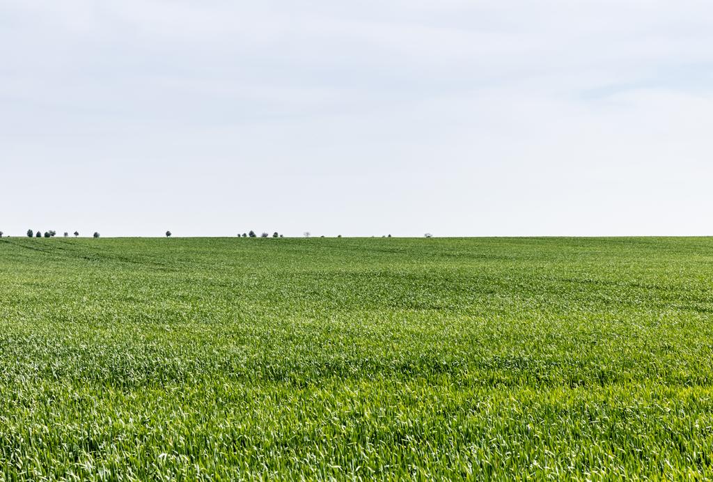 πράσινο και φρέσκο γρασίδι στο πεδίο κατά συννεφιασμένο ουρανό  - Φωτογραφία, εικόνα