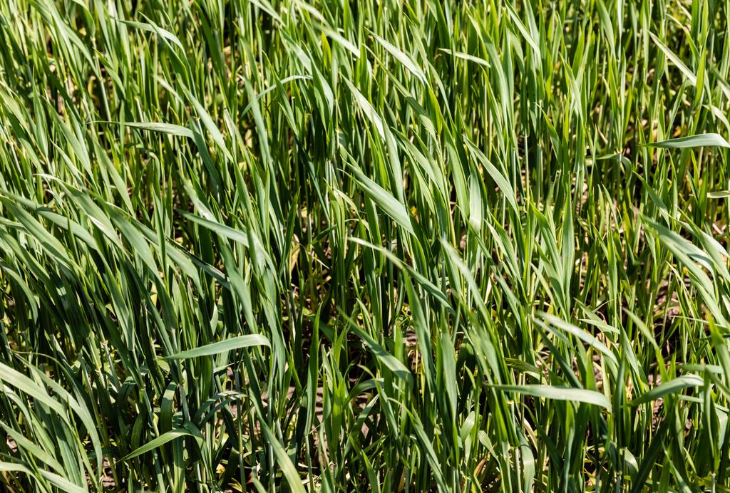 zonlicht op vers en groen gras op het gazon  - Foto, afbeelding