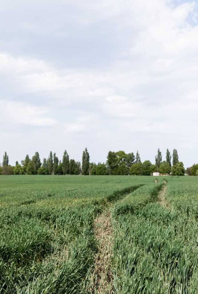 čerstvá tráva u stezky a zelené stromy na letním poli  - Fotografie, Obrázek