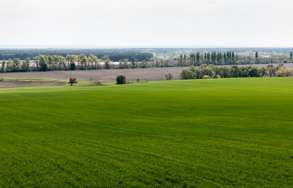 свіже і зелене трав'яне поле біля дерев і кущів
  - Фото, зображення