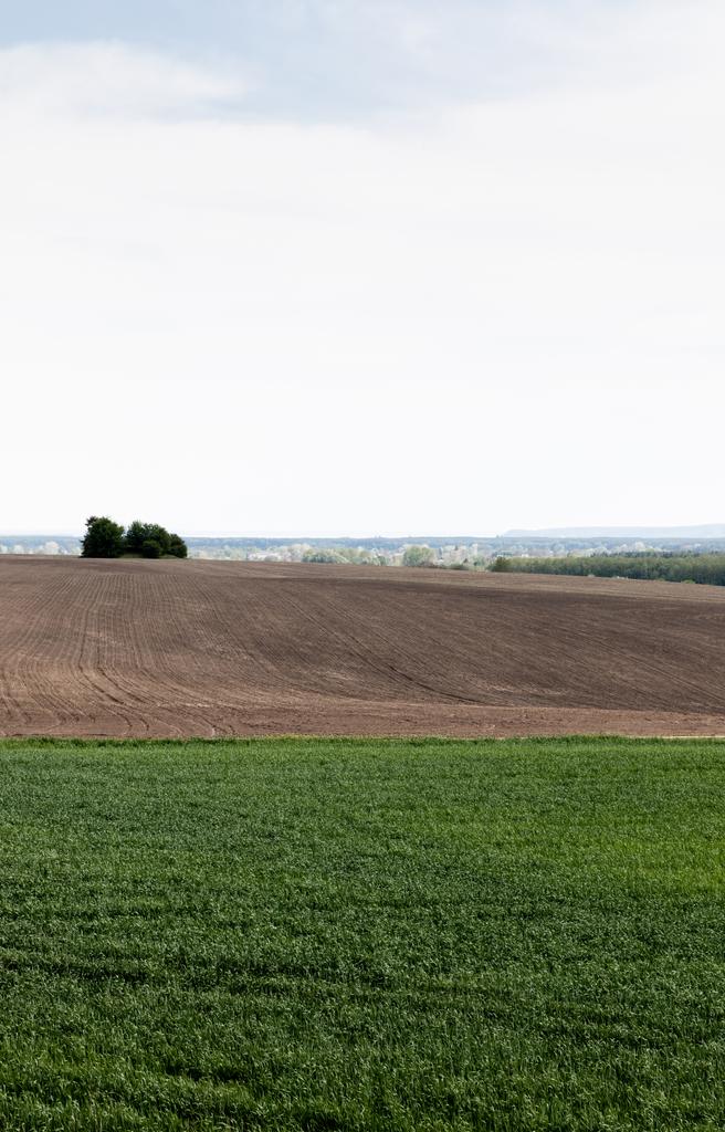 трав'яне поле біля землі і зелені дерева на тлі хмарного неба
  - Фото, зображення